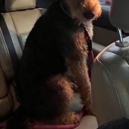 Airedale Terrier Puppies from Cool Hand Luke Kennels
