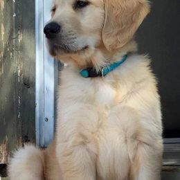 Golden Retriever Puppies from Arkansas River Golden Retrievers