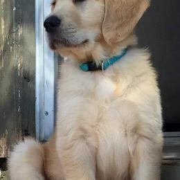 Golden Retriever Puppies from Arkansas River Golden Retrievers