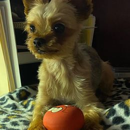 Yorkshire Terriers from Peak a boo Yorkies