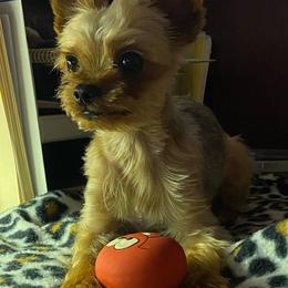 Yorkshire Terriers from Peak a boo Yorkies