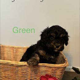 Green - Black and tan male Cavapoo puppy in White Sulphur Springs, West Virginia from Ryder Ridge Farm