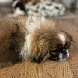Pekingese Puppies from Della Serra Pekingese