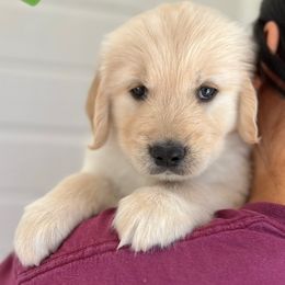 Golden Retriever Puppies from Jackson Farm Kennels