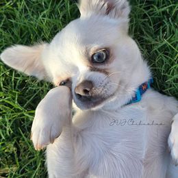 Loki - Chihuahua