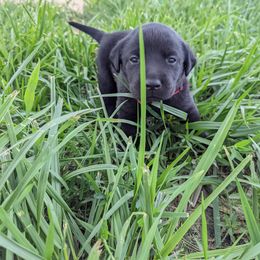 Dilute Retriever and Labrador Retriever Puppies from LC Hunting Labs, LLC.