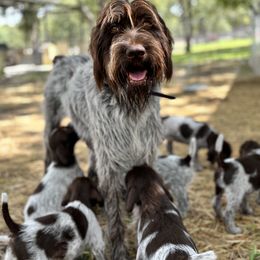 Wirehaired Pointing Griffon Puppies from Fear the Beard Griffons