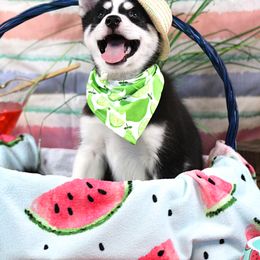 Siberian Husky Puppies from B&H Husky Farm