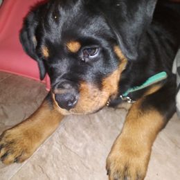 Rottweiler Puppies from Rose Red Rottweilers