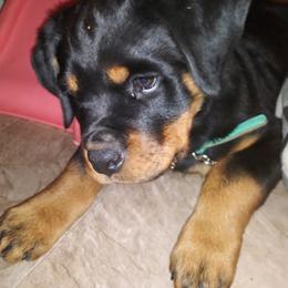 Rottweiler Puppies from Rose Red Rottweilers