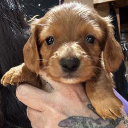 Mason - Red male Dachshund puppy in Cabool, Missouri from Dachshund's of Country Magic Farms in Missouri