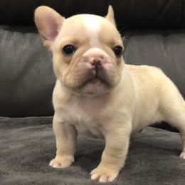 French Bulldog Puppies from Roughneck Frenchies