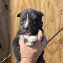 Raven - Agouti and white female Siberian Husky puppy in Thomasville, Georgia from Southern Blues Siberian Huskies