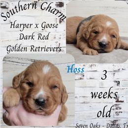 Hoss (Blue Collar) - Dark golden male Golden Retriever puppy in Scurry, Texas from 07 Seven Oaks Goldens and Doodles