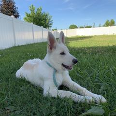 Belgian Malinois and German Shepherd Puppies from Fauna Kennel