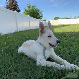 Belgian Malinois and German Shepherd Puppies from Fauna Kennel
