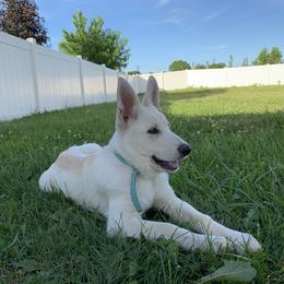 Belgian Malinois and German Shepherd Puppies from Fauna Kennel