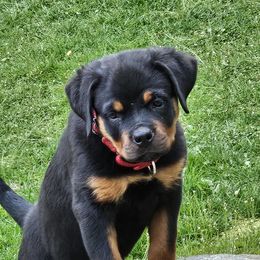 Rottweiler Puppies from Karol pragacz