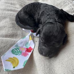 Indigo - Black male Goldendoodle puppy in Camden, North Carolina from Oopsie Doodles of NC