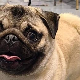 Cane Corso, French Bulldogs, and Pugs from Winnfall Farms