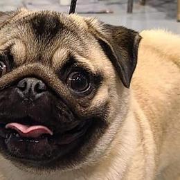 Cane Corso, French Bulldogs, and Pugs from Winnfall Farms