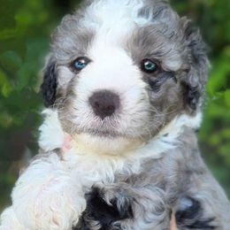 Bernedoodle and Sheepadoodle Puppies from Doodlebuds
