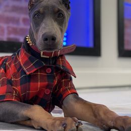 Doberman Pinscher and French Bulldog Puppies from Upper Echelon Kennel