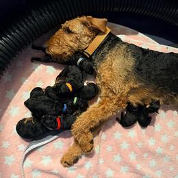 Baby Boy Purple - Black and tan male Airedale Terrier puppy in Mooresville, North Carolina from Farm 55