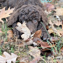 Pomeranian and Poodle Puppies from Sky’s the Limit Cloud K9’s