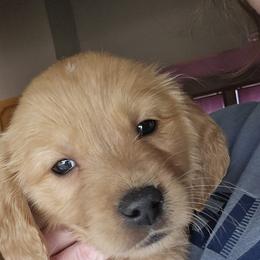 Golden Retriever Puppies from Rodgers Retrievers