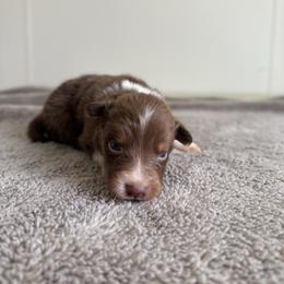 Arbor - Red tri-color male Australian Shepherd puppy in Tucson, Arizona from Soqui Ortiz Cattle Ranch