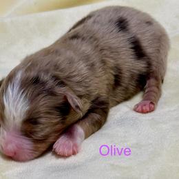 Olive - Red merle female Aussiedoodle puppy in Charlestown, Indiana from Forever Aussies and A Doodle