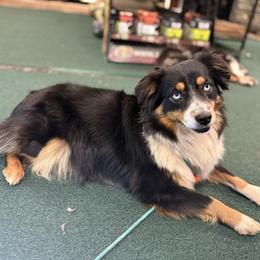 Queenie - Miniature Australian Shepherd