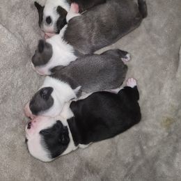 Companion Cross and French Bulldog Puppies from Legends Frenchton's, French Bulldogs & French Bullhuahua's