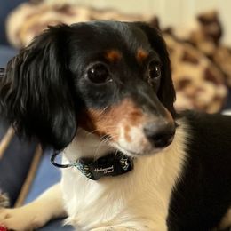 Pepper - Dachshund