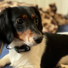 Pepper - Dachshund