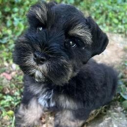 Cooper - Black and silver male Miniature Schnauzer puppy in Grayson, Kentucky from Seventh Heaven Schnauzers