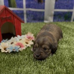 Red Longhair Male - Red male Dachshund puppy in Killeen, Texas from Southern Dachshunds