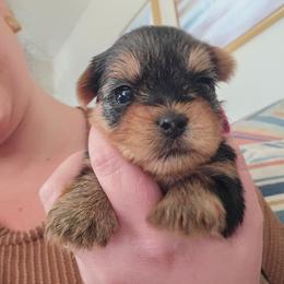 Girl 2 - Black and tan female Yorkshire Terrier puppy in Nitro, West Virginia from Nitro Elite Babydoll Yorkies