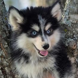 Rip SALE 3500 - Black and white male Pomsky puppy in Christiana, Tennessee from Smoky Mountain Pomskies