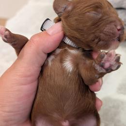 Clay - Red male Cavapoo puppy in Mapleton, Illinois from Gardner Lane Puppies
