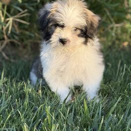 Pearl - Red female Companion Cross puppy in California from Savvypomeranians