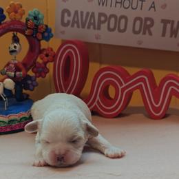 Gazelle - White female Cavapoo puppy in Dallas, Texas from Halo's Heroes Doodles