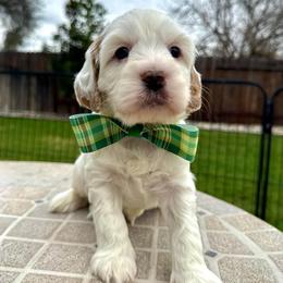Sesame - Cream male Cockapoo puppy in Roseville, California from Darby Park Doodles
