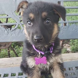 Clio.  Purple - Black and red German Shepherd puppy in Mccool Junction, Nebraska from Sininger Lagoon
