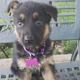 Clio.  Purple - Black and red German Shepherd puppy in Mccool Junction, Nebraska from Sininger Lagoon