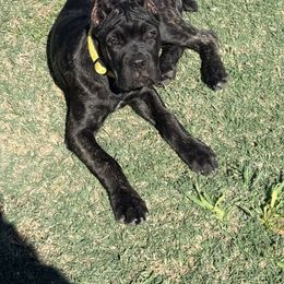 Yellow collar - Black brindle female Cane Corso puppy in Waxahachie, Texas from A&M Kennels
