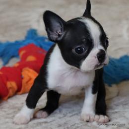 Kiki - Black and white female Boston Terrier puppy in Winnsboro, Texas from JP Ranch Bulldogs