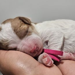 Pink - Cream female Labradoodle puppy in Payson, Utah from Utah County Labradoodles