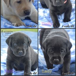 Fourth Choice Female - Black female Labrador Retriever puppy in Northbridge, Massachusetts from Meadow Pond Retrievers